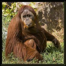 orangutan